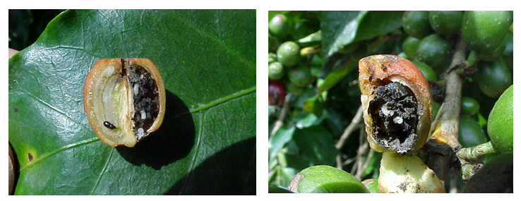Corte de fruto de café mostrando a presença de larvas da broca em seu interior e destruição parcial (esquerda, uma semente danificada) e total das sementes (direita, as duas sementes danificadas). Fotos: Paulo Rebelles Reis