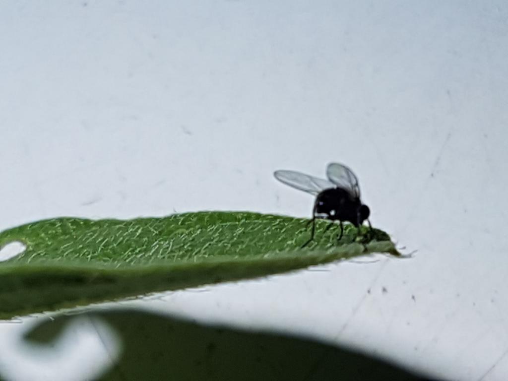 Cresce a presença da mosca-da-haste no Brasil