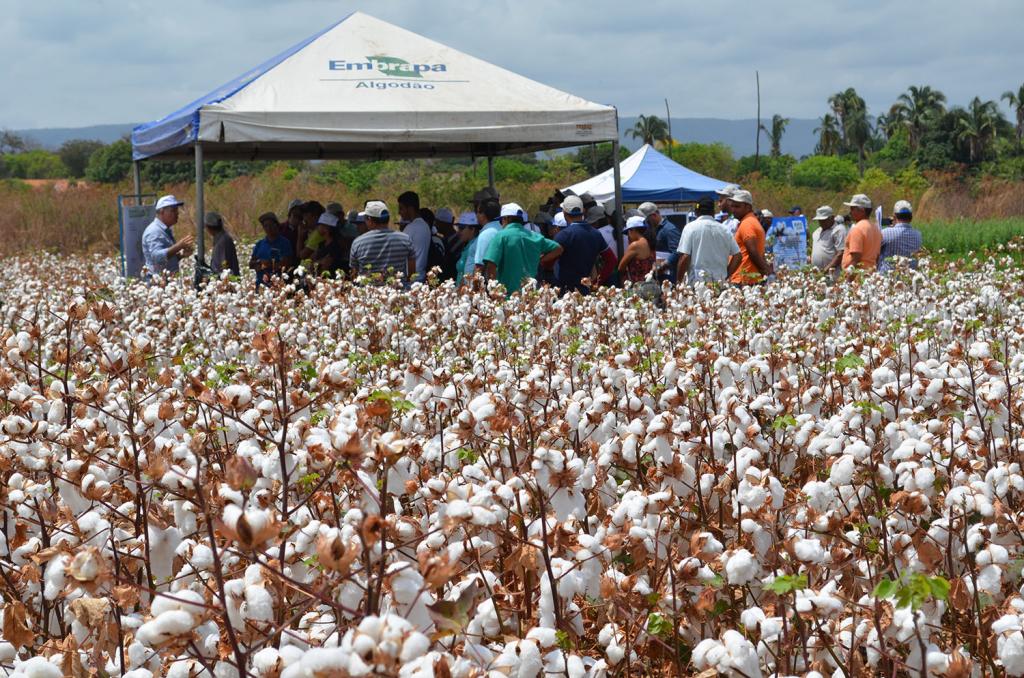Ceará recebe semana de capacitações e dia de campo sobre a cultura do algodão