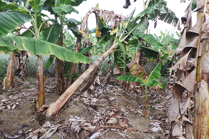 Figura 3 - Planta de plátano cultivar Terra tombada devido à infestação pela broca-do-rizoma.