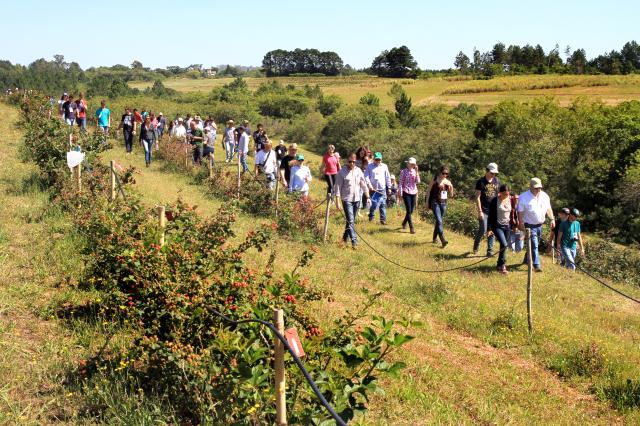 VII Encontro de Pequenas Frutas e Frutas Nativas fecha discussão técnica com indicações para saúde