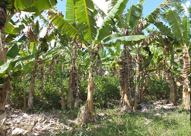 Bananeira orgânica é bom negócio para pequeno produtor