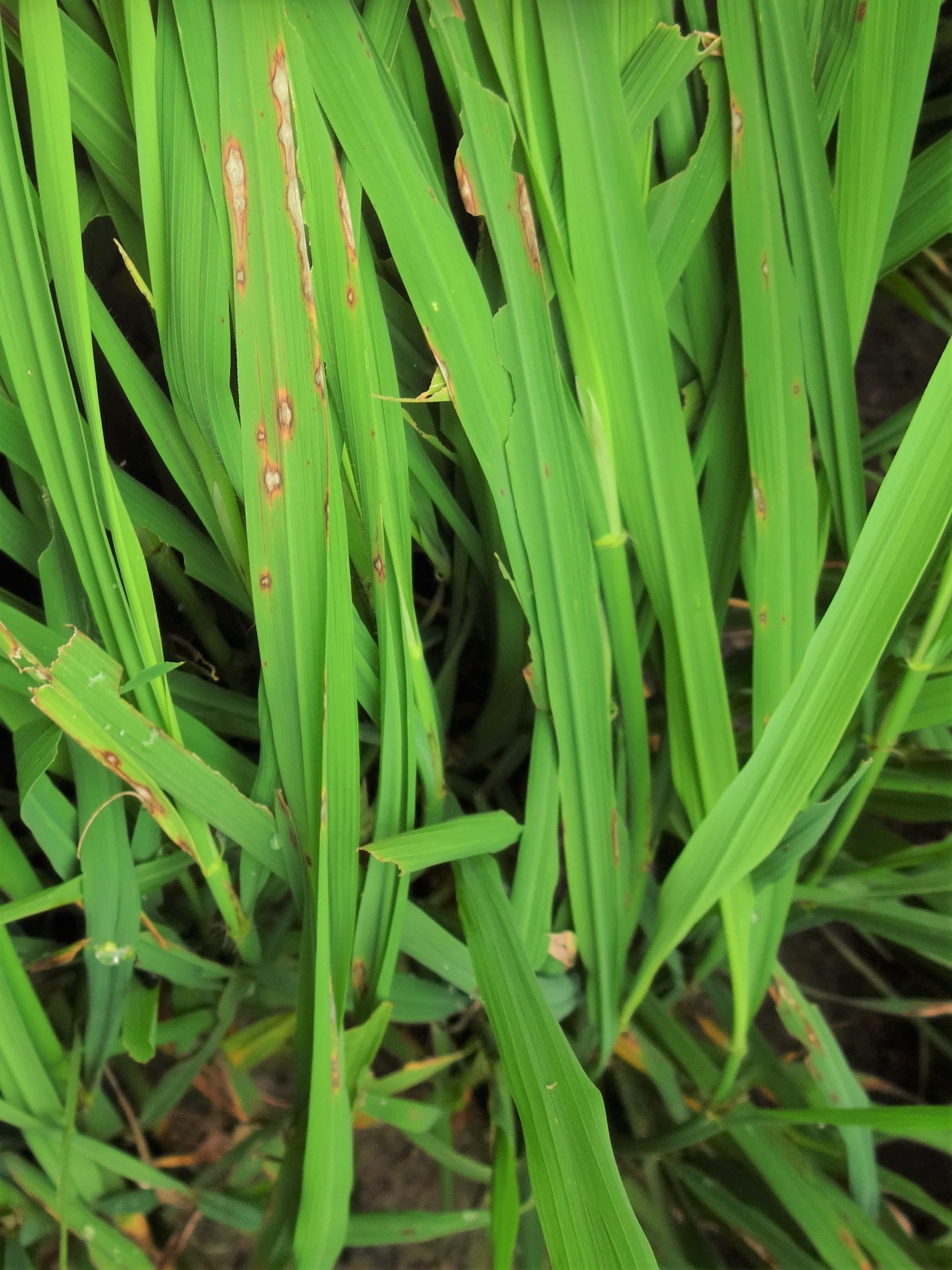 Lesão característica provocada pela brusone em plantas de arroz.