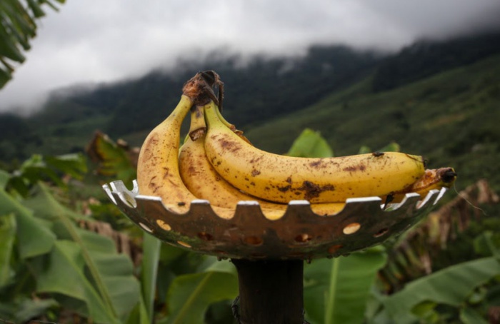 Vale do Ribeira conquista Indicação Geográfica de banana