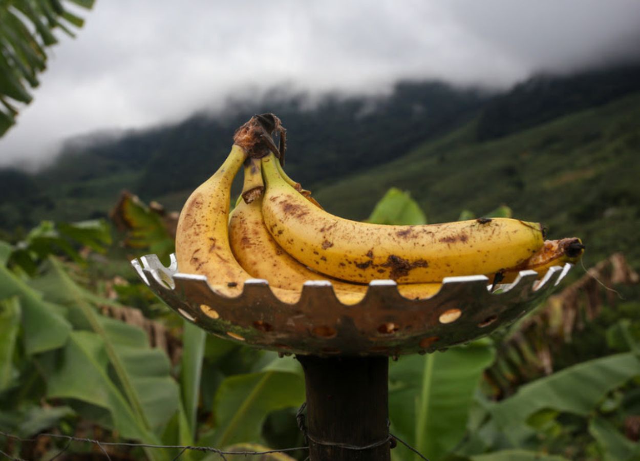 Vale do Ribeira conquista Indicação Geográfica de banana