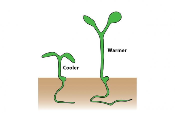 Proteínas atuam como sensores térmicos em plantas