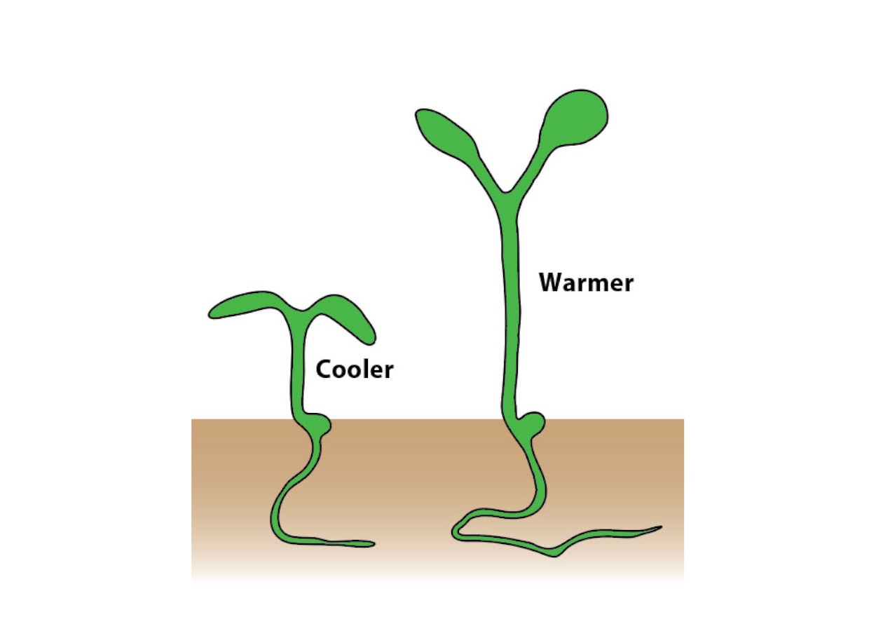 Proteínas atuam como sensores térmicos em plantas