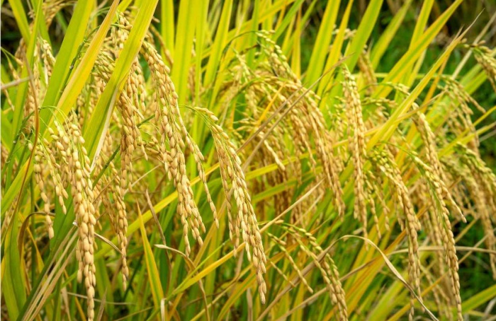 Exportações de arroz se mantêm estáveis no 3º trimestre