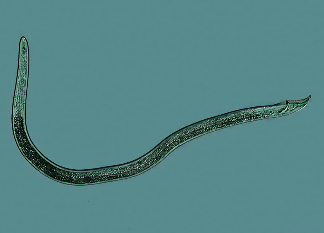 Foto: Jonathan D Eisenback / Virginia Polytechnic Institute and State University - Bugwood