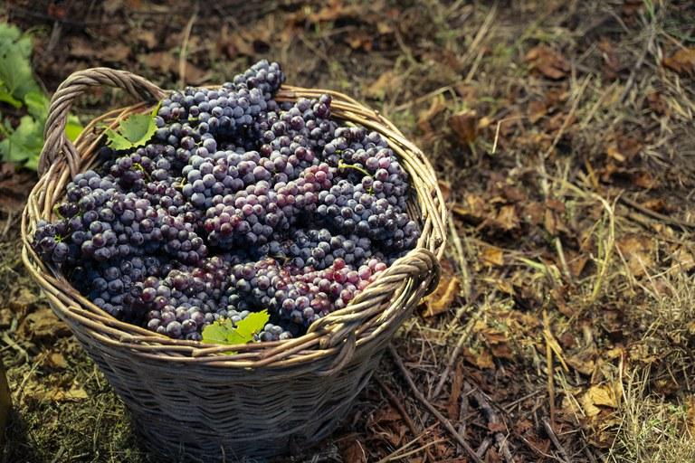 Sistema permite cadastro e análise de dados de produtores de uva e vinho do país