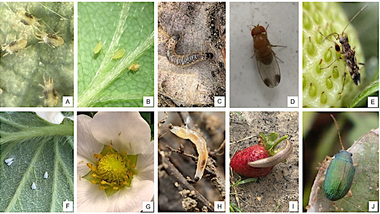 Exemplos de pragas que ocorrem em morangueiro: ácaros (A), pulgões (B), tripes e lagartas (C), drosófilas (D), percevejo-neopamera (E), mosca-branca (F), tripes (G), fungus gnats (H), lesmas (I) e vaquinha crisomelídeo (J)