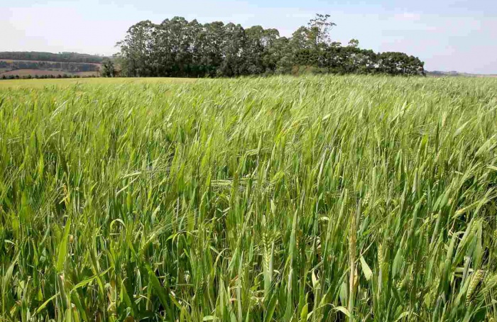 Paraná pode ter maior área de cevada da história