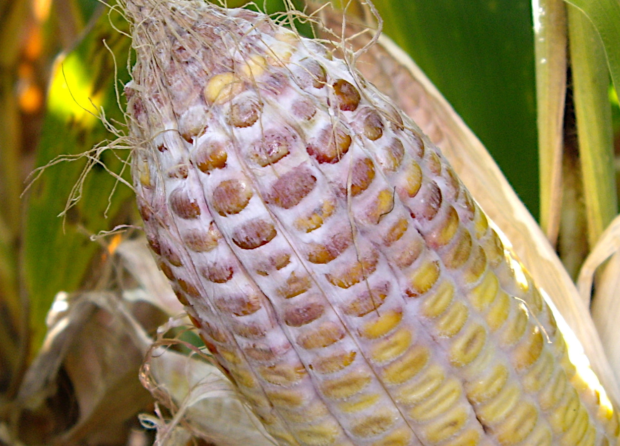 Foto: Alison Robertson