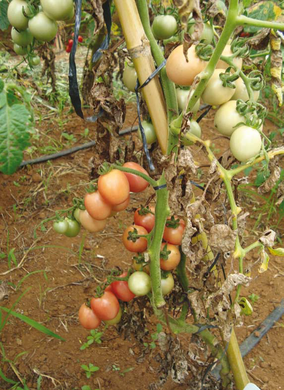 Manejo da pinta preta na cultura do tomateiro