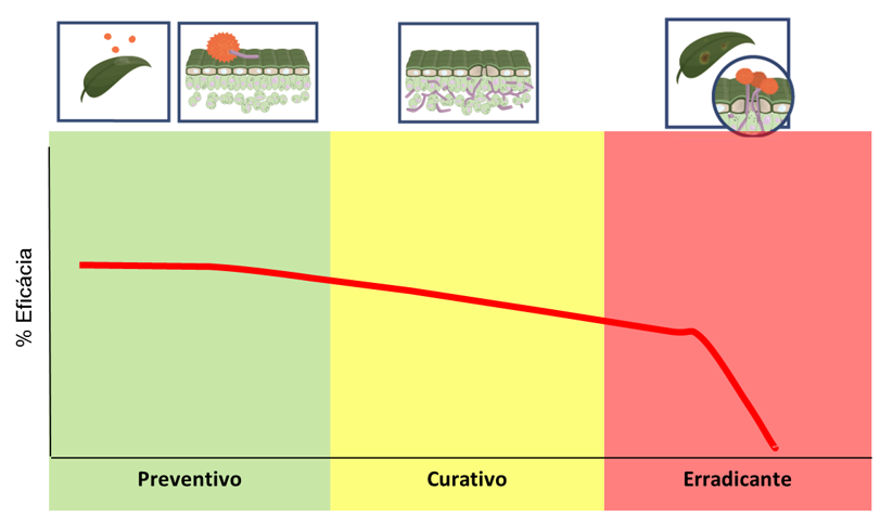 Figura 2 – Variações de eficácia em função do momento de posicionamento do fungicida sobre a patogênese.