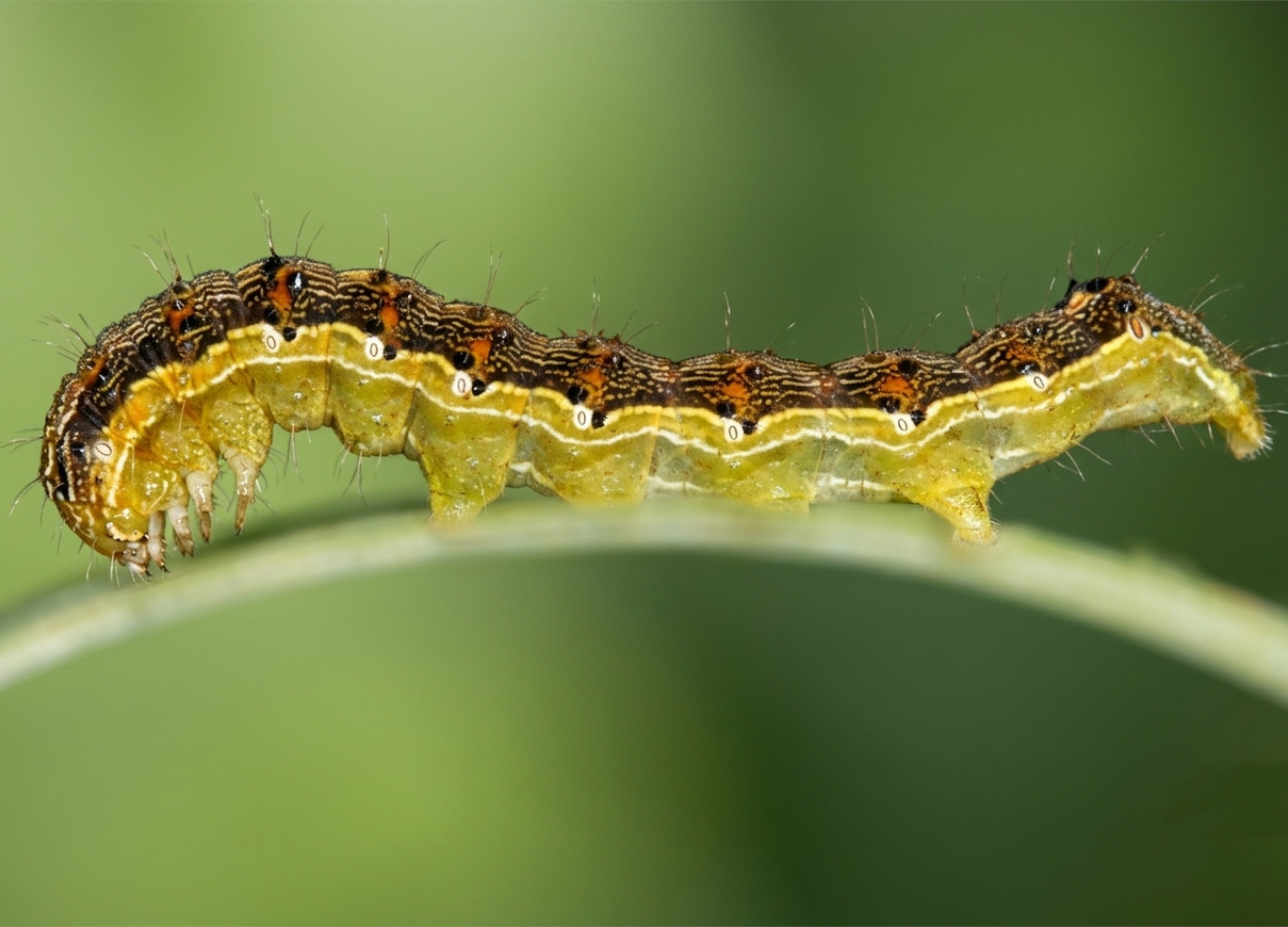 Foto:&nbsp;Gyorgy Csoka / Hungary Forest Research Institute - CC BY 3.0 - adaptada