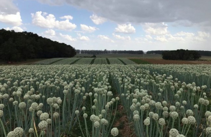 Híbrido de cebola da Epagri mira ganho de produtividade