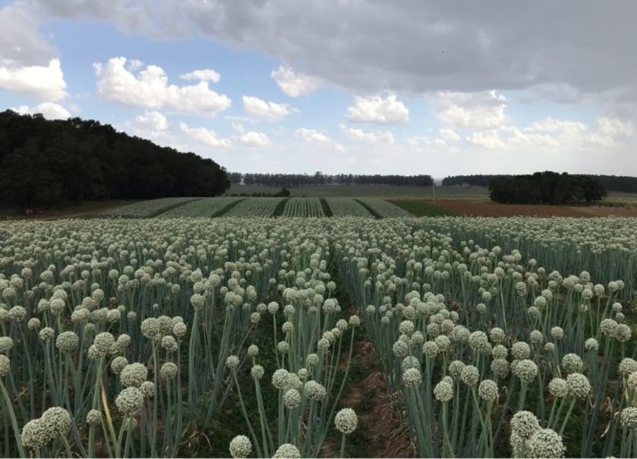 Híbrido de cebola da Epagri mira ganho de produtividade