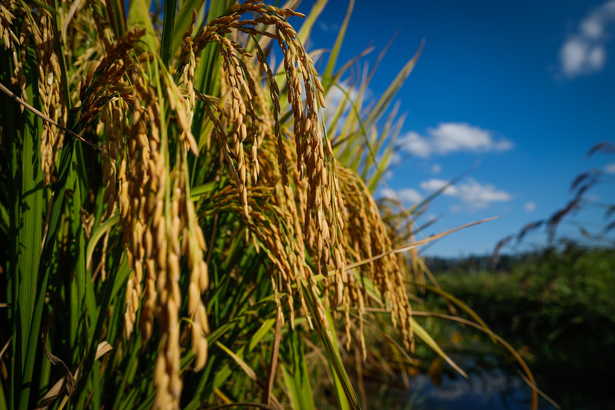 Estudo quantifica emissão de metano em arroz irrigado