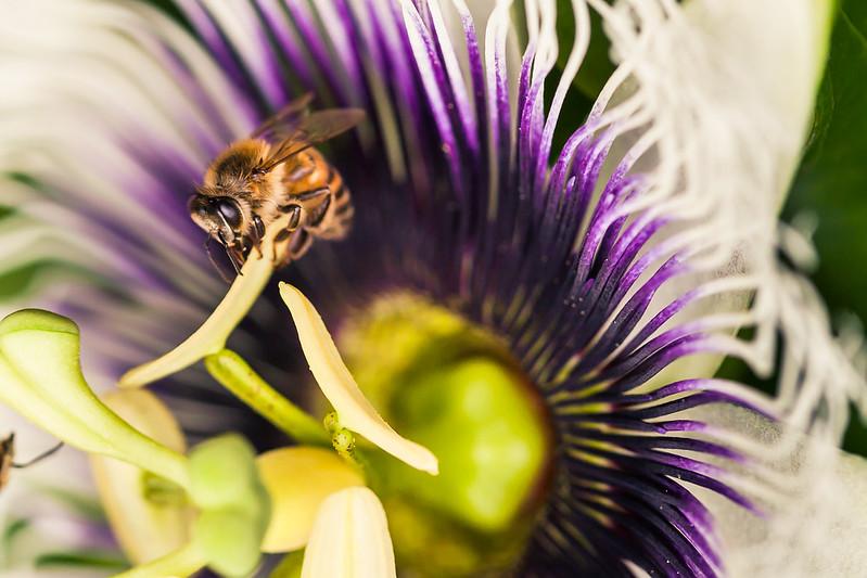 Iniciativa ‘Abelhas em Campo’ incentiva a coexistência entre agricultura e apicultura