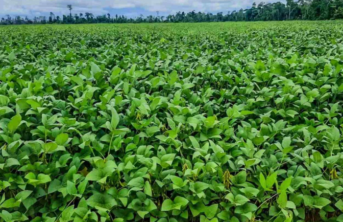 Protocolo Verde dos Grãos do Pará alcança 100 signatários