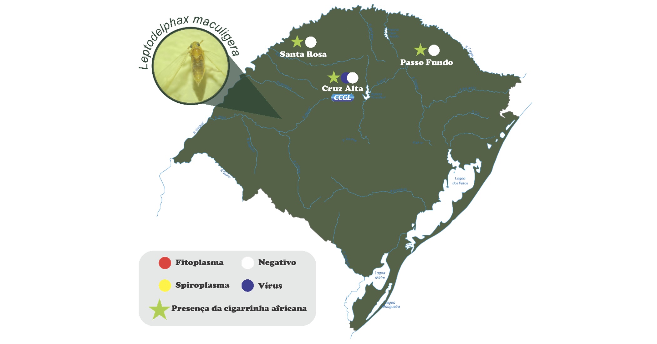 Locais onde foram capturados indivíduos de <i>Leptodelphax maculigera</i> no Estado do Rio Grande do Sul (Stürmer, G.R., 2023)