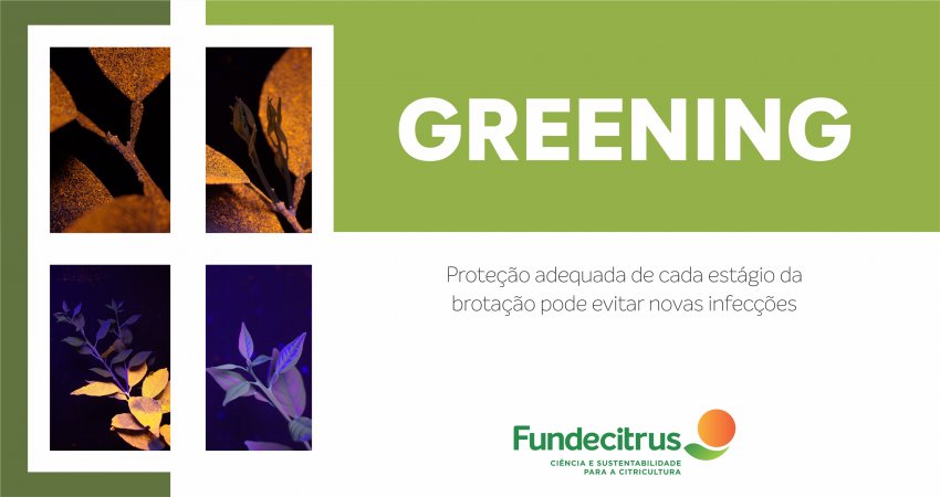Estudo do Fundecitrus indica a proteção adequada de cada estágio da brotação para combate ao greening