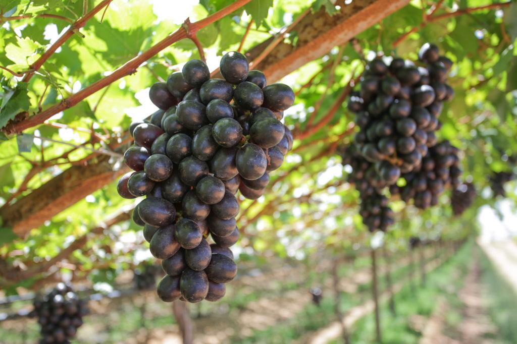 Seguros agrícolas de uva e de outras cinco frutas serão avaliados pelo Mapa