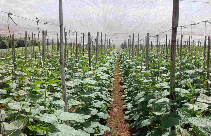 Field Day in Rio Pardo will address cucumber crop management