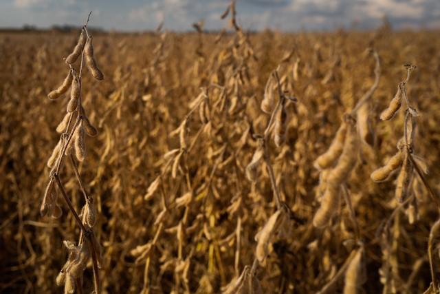 Colheita de soja se intensifica no Brasil