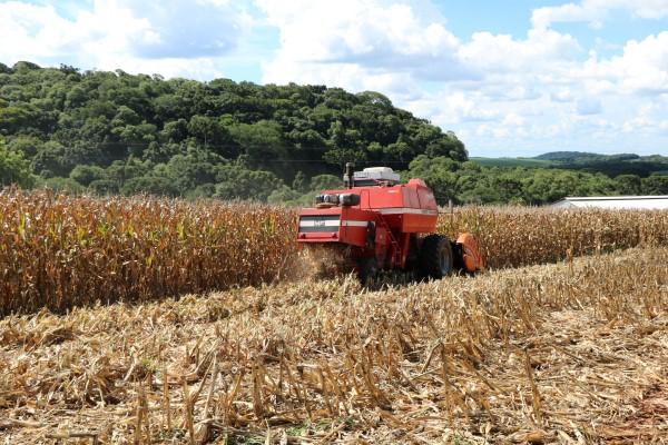 Produtividade do milho deve ultrapassar estimativa no RS