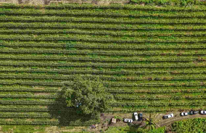 Roça Sustentável eleva produção da agricultura familiar