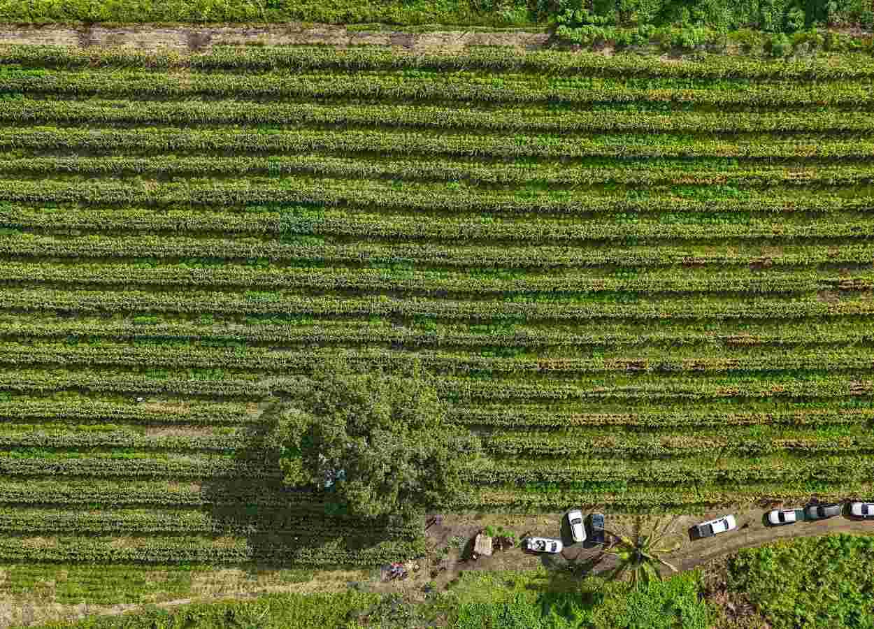 Roça Sustentável eleva produção da agricultura familiar
