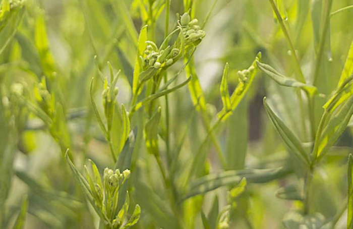 Bayer e bp avançam com camelina para biocombustíveis