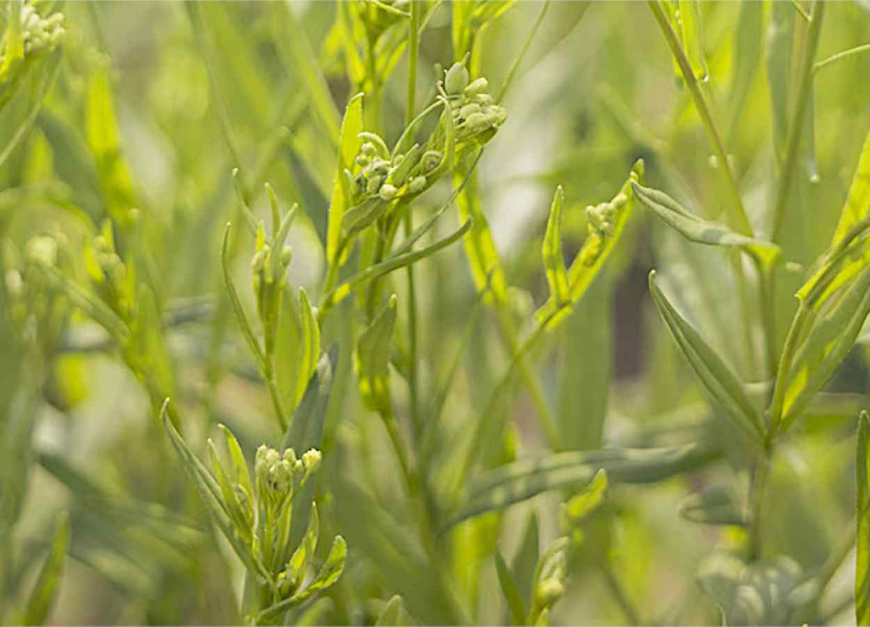 Bayer e bp avançam com camelina para biocombustíveis