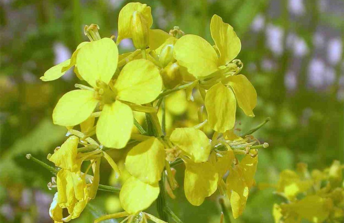 Mostarda reduz presença de Rhizoctonia solani no solo