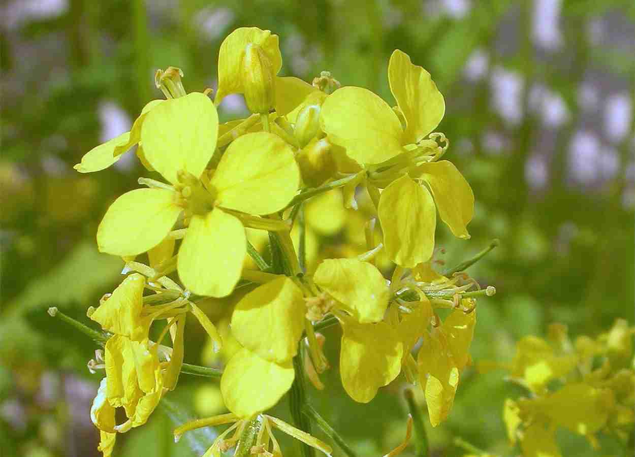 Mostarda reduz presença de Rhizoctonia solani no solo