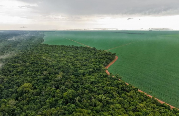 Plantio direto reduz efeitos da estiagem em lavouras de MT