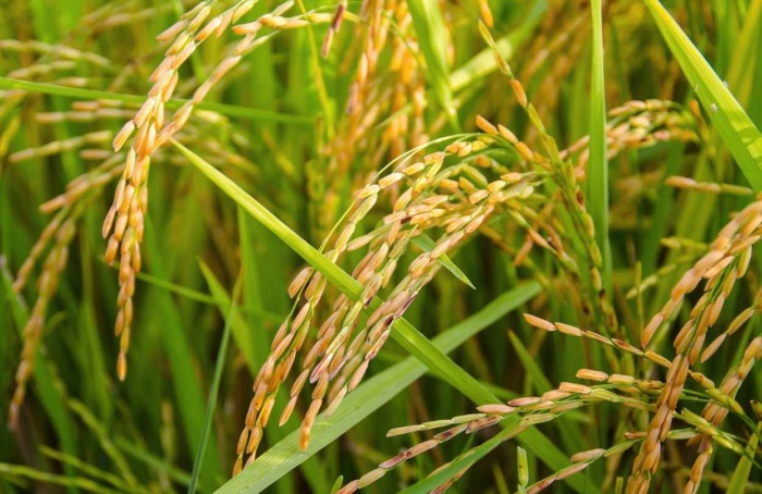 Medida autoriza Conab a comprar arroz do RS e de SC