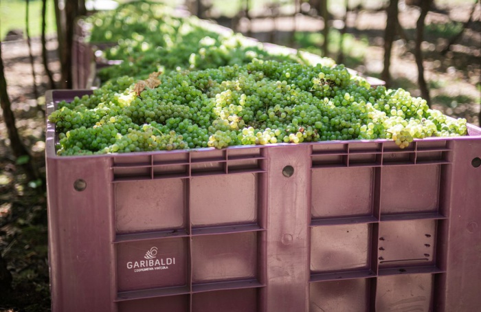 Safra de uva da Garibaldi supera 30 milhões de quilos