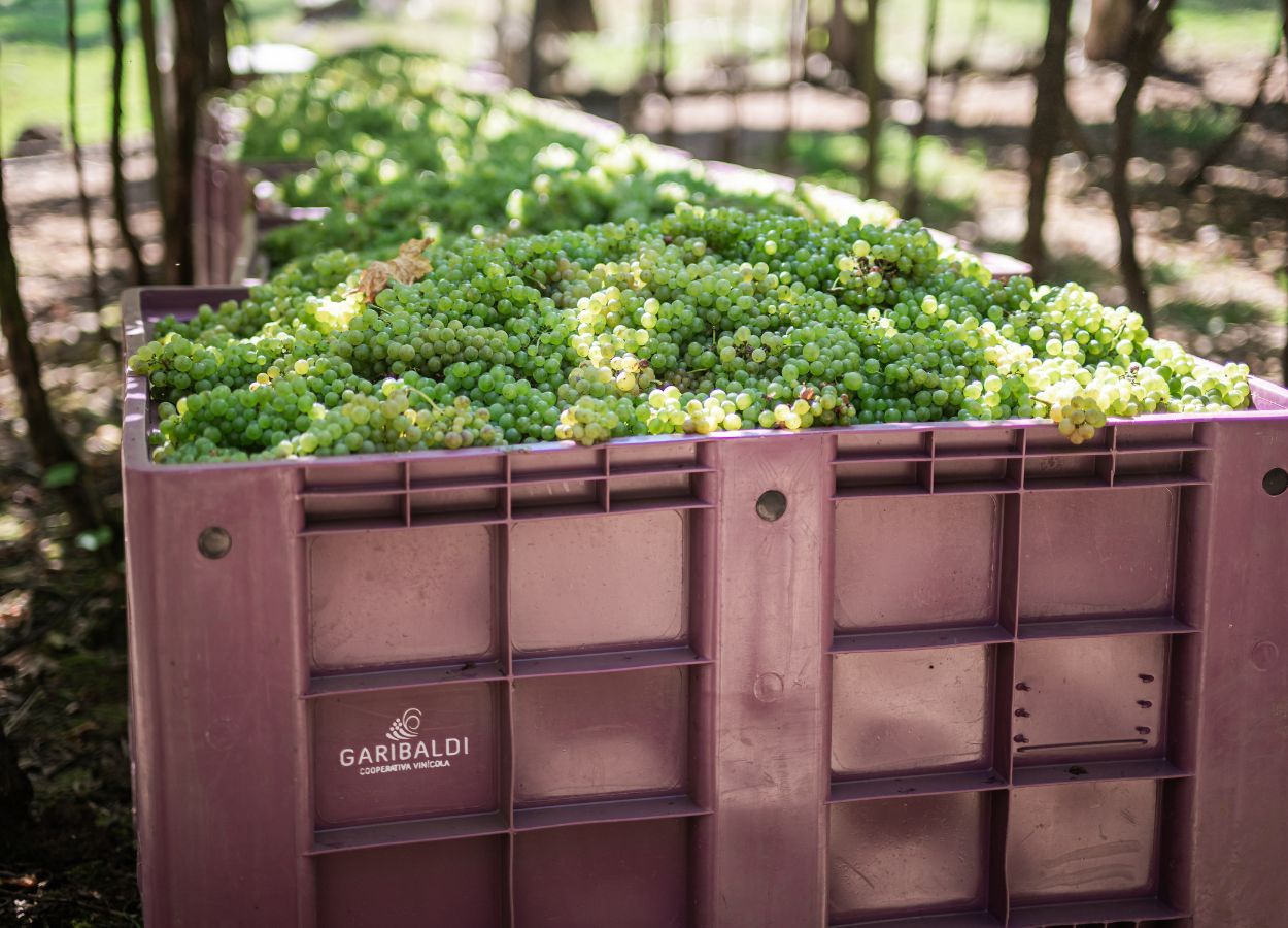 Safra de uva da Garibaldi supera 30 milhões de quilos
