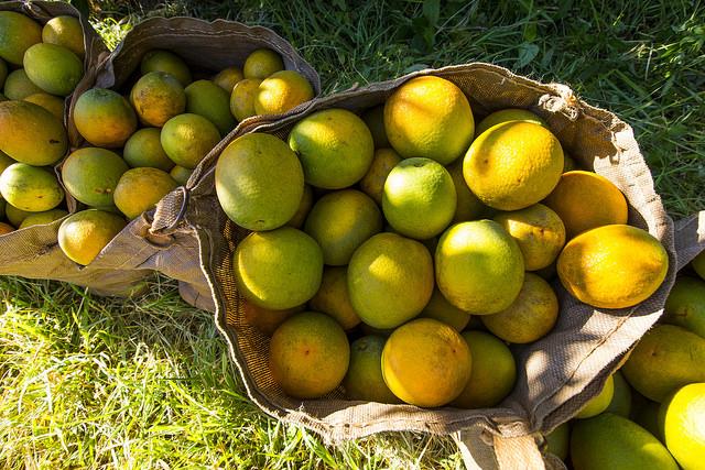 Safra de laranja 2018/19 é reestimada em 273,34 milhões de caixas