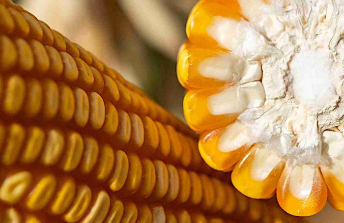 APHIS conclui avaliação regulatória do milho MON 87429