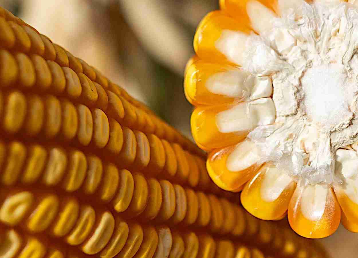 APHIS conclui avaliação regulatória do milho MON 87429
