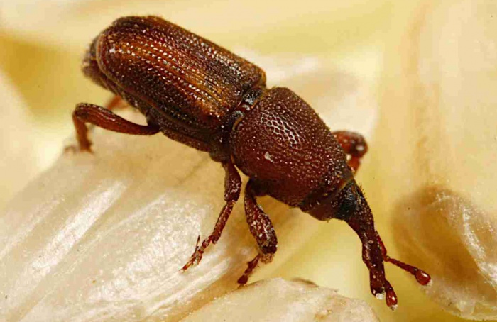 Pesquisa destaca eficácia do spinosad no sorgo armazenado