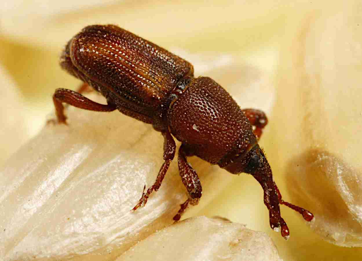 Pesquisa destaca eficácia do spinosad no sorgo armazenado