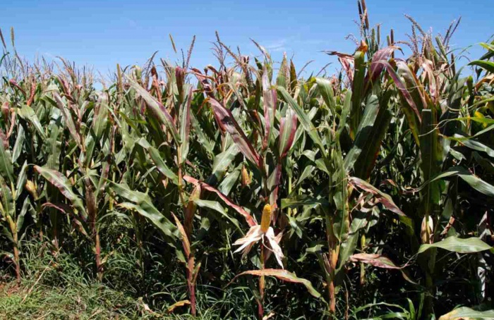 Agrodefesa recomenda medidas contra enfezamentos