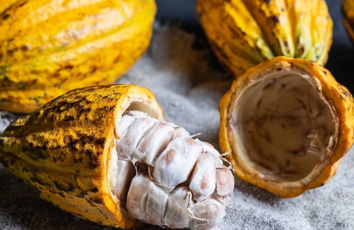 La oferta de cacao aumenta un 63%, pero la molienda sigue sin reaccionar.