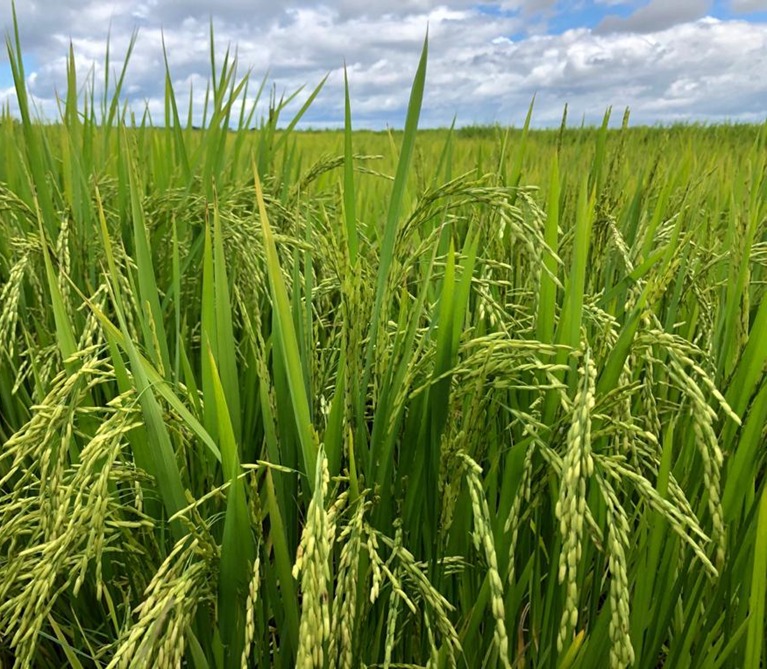 Tratamentos com fungicida multiculturas mostram eficácia no controle preventivo da brusone no arroz