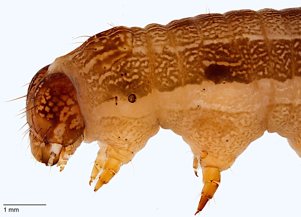 Foto:&nbsp;Todd Gilligan, USDA APHIS PPQ